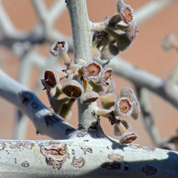 Ziziphus obtusifolia, Lotebush